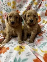 Dark Red Golden Puppy, a female Golden Retriever for sale in Bowling Green, KY – Photo 2 of 5