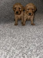 Dark red golden , a  Golden Retriever for sale in Nashville, TN – 3 of 10