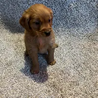Dark Red Golden  puppy, a female Golden Retriever for sale in Lexington, KY – Photo 5 of 9