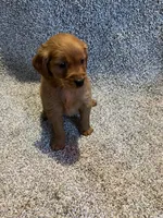 Dark Red Golden  puppy, a female Golden Retriever for sale in Nashville, TN – Photo 5 of 9