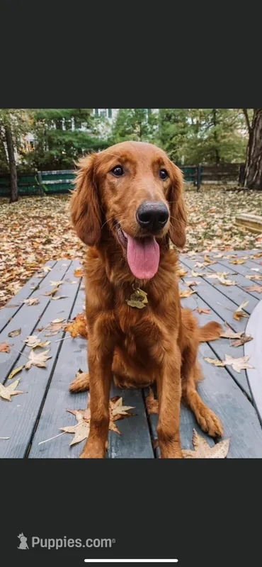 Dark Red Golden  puppy