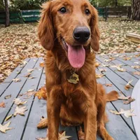 Dark Red Golden  puppy, a female Golden Retriever for sale in Lexington, KY – Photo 2 of 9