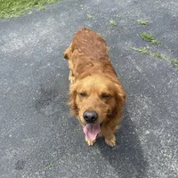 Dark Red Golden  puppy, a female Golden Retriever for sale in Lexington, KY – Photo 7 of 9
