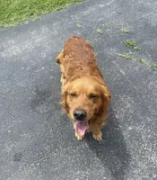 Dark Red Golden  puppy, a female Golden Retriever for sale in Nashville, TN – Photo 7 of 9