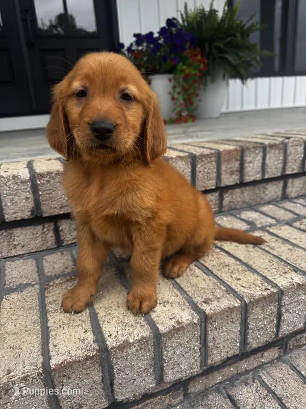 Dark Red Golden  puppy
