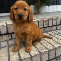Dark Red Golden  puppy, a female Golden Retriever for sale in Lexington, KY – Photo 1 of 9
