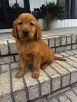 Dark Red Golden  puppy, a female Golden Retriever for sale in Nashville, TN – Photo 1 of 9