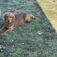 Dark Red Golden  puppy, a female Golden Retriever for sale in Lexington, KY – Photo 8 of 9