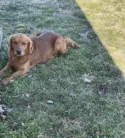 Dark Red Golden  puppy, a female Golden Retriever for sale in Nashville, TN – Photo 8 of 9
