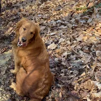 Dark Red Golden  puppy, a female Golden Retriever for sale in Lexington, KY – Photo 6 of 9