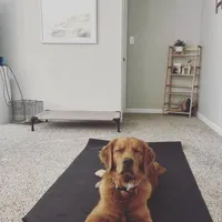 Dark Red Golden  puppy, a female Golden Retriever for sale in Lexington, KY – Photo 9 of 9