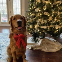 Dark Red Golden  puppy, a female Golden Retriever for sale in Lexington, KY – Photo 4 of 9