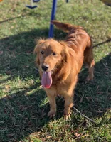 Dark Red Golden, a  Golden Retriever for sale in Nashville, TN – 3 of 10
