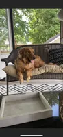 Dark Red Golden, a  Golden Retriever for sale in Nashville, TN – 10 of 10