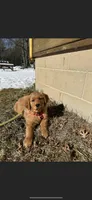 Dark Red Golden, a  Golden Retriever for sale in Nashville, TN – 7 of 10