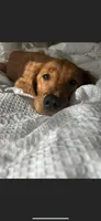 Dark Red Golden, a  Golden Retriever for sale in Nashville, TN – 8 of 10