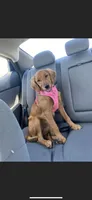 Dark red golden , a  Golden Retriever for sale in Nashville, TN – 10 of 10