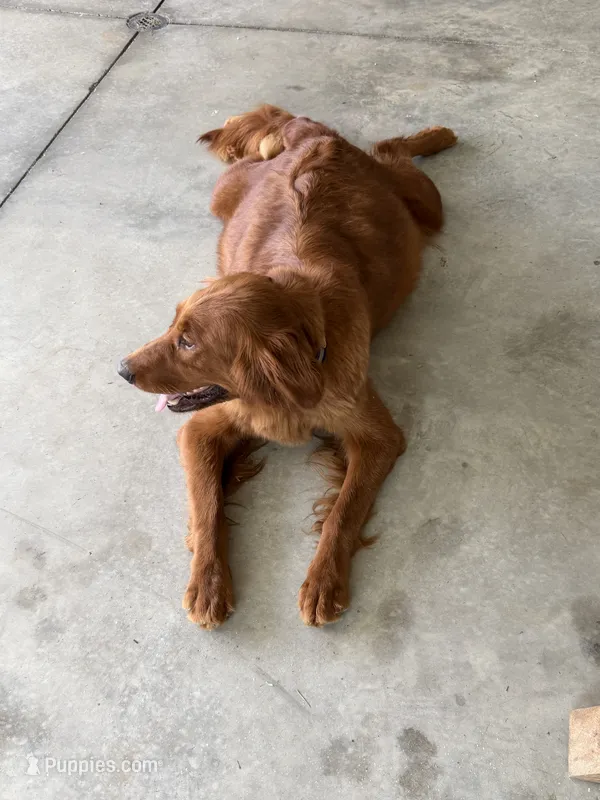 Dark Red Golden – Golden Retriever puppy for sale in Nashville, TN