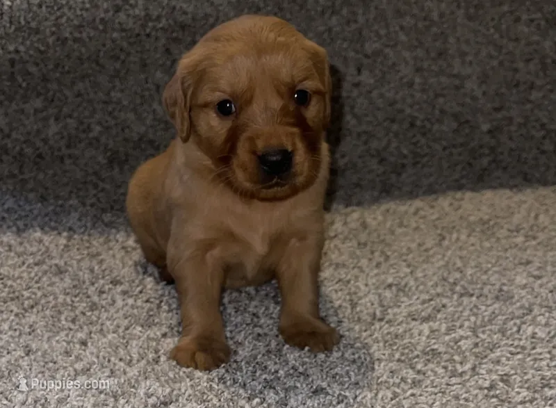 Sage – Golden Retriever puppy for sale in Lexington, KY