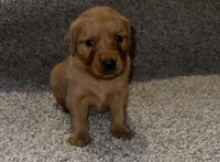 Sage, a female Golden Retriever for sale in Lexington, KY – 1 of 1