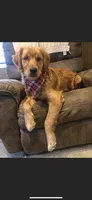Dark red golden , a  Golden Retriever for sale in Nashville, TN – 7 of 10