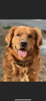 Dark Red Golden, a  Golden Retriever for sale in Nashville, TN – 6 of 10