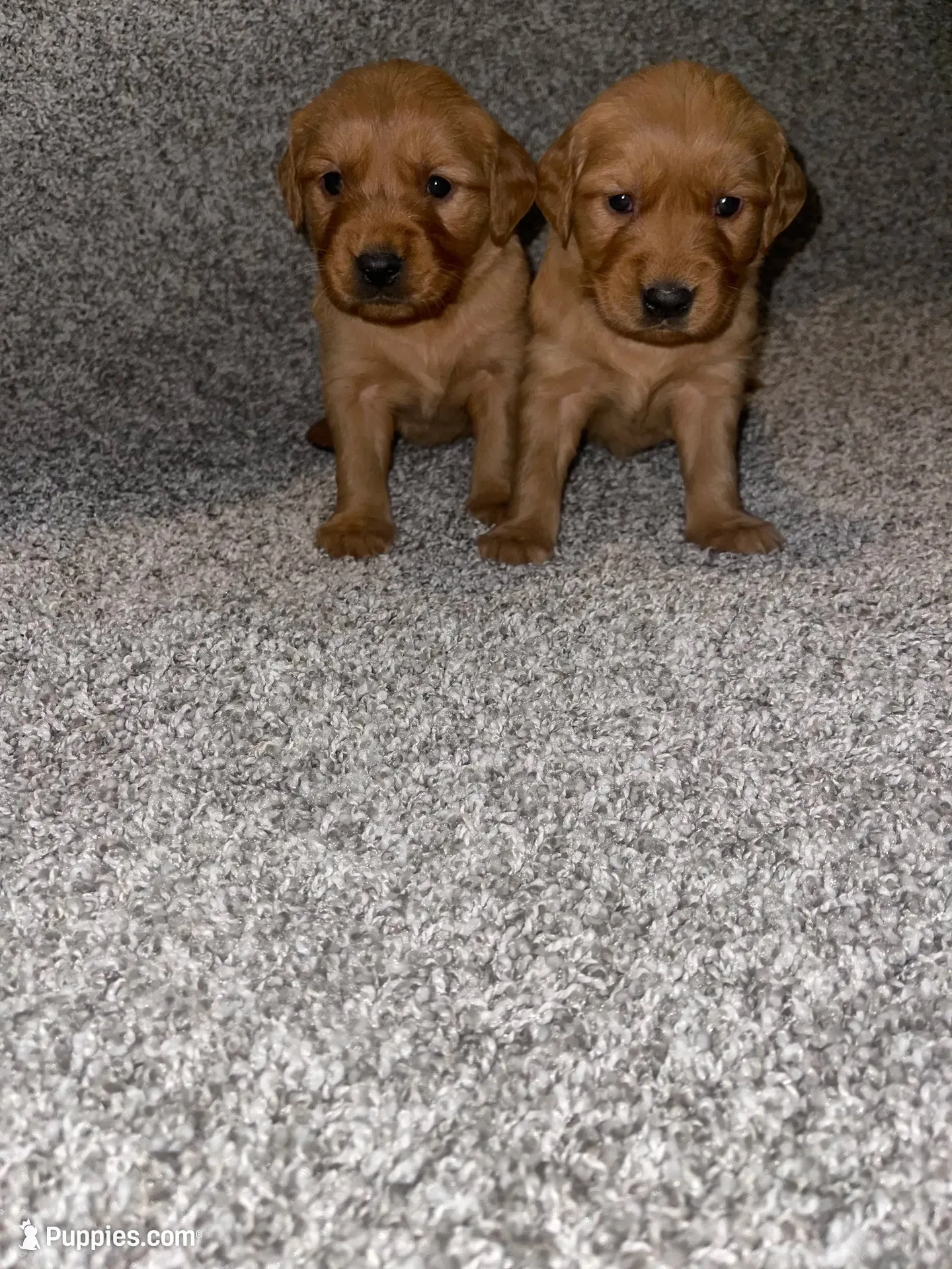 Dark red golden , a  Golden Retriever for sale in Nashville, TN – 6 of 10