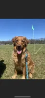 Dark Red Golden, a  Golden Retriever for sale in Nashville, TN – 9 of 10