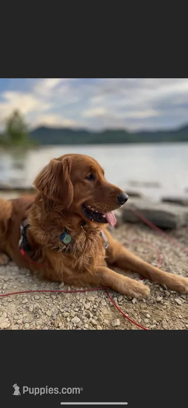 Dark Red Golden – Golden Retriever puppy for sale in Nashville, TN