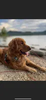 Dark Red Golden, a  Golden Retriever for sale in Nashville, TN – 1 of 10
