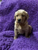 Dark Red Golden puppy, a male Golden Retriever for sale in Nashville, TN – Photo 9 of 9