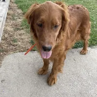 Dark Red Golden puppy, a male Golden Retriever for sale in Lexington, KY – Photo 8 of 9