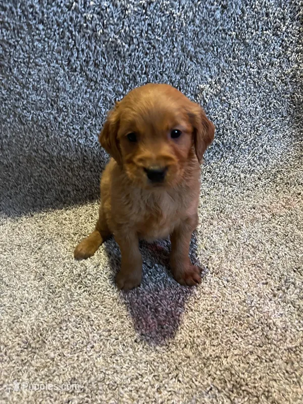 Dark Red Golden puppy