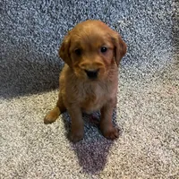 Dark Red Golden puppy, a male Golden Retriever for sale in Lexington, KY – Photo 1 of 9