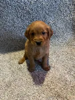 Dark Red Golden puppy, a male Golden Retriever for sale in Nashville, TN – Photo 1 of 9
