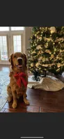 Dark red golden , a  Golden Retriever for sale in Nashville, TN – 4 of 10