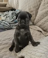Malcolm, a male Pug for sale in Allentown, PA – 1 of 4