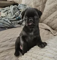Malcolm, a male Pug for sale in Allentown, PA – 4 of 4