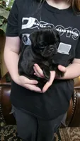 Malcolm, a male Pug for sale in Allentown, PA – 3 of 4