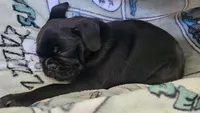 Malcolm, a male Pug for sale in Allentown, PA – 2 of 4