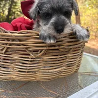 Prissy(AKC/CKC)(Sold), a female Miniature Schnauzer for sale in Rincon, GA – Photo 3 of 4