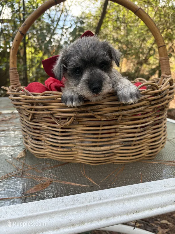 Prissy(AKC/CKC)(Sold)