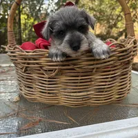 Prissy(AKC/CKC)(Sold), a female Miniature Schnauzer for sale in Rincon, GA – Photo 2 of 4