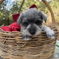 Prissy(AKC/CKC)(Sold), a female Miniature Schnauzer for sale in Rincon, GA – Photo 4 of 4