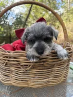 Prissy(AKC/CKC)(Sold), a female Miniature Schnauzer for sale in Rincon, GA – Photo 4 of 4