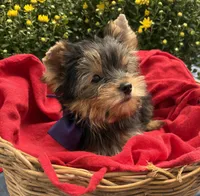 AKC Bentley , a male Yorkshire Terrier for sale in Rincon, GA – 4 of 4