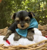 AKC/CKC Gnat, a male Yorkshire Terrier for sale in Rincon, GA – 1 of 3