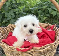 AKC Heidi, a female Miniature Schnauzer for sale in Rincon, GA – 3 of 4