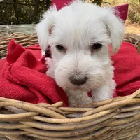 Maggie(AKC/CKC)Sold, a female Miniature Schnauzer for sale in Rincon, GA – Photo 3 of 4