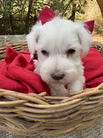 Maggie(AKC/CKC)Sold, a female Miniature Schnauzer for sale in Rincon, GA – Photo 3 of 4